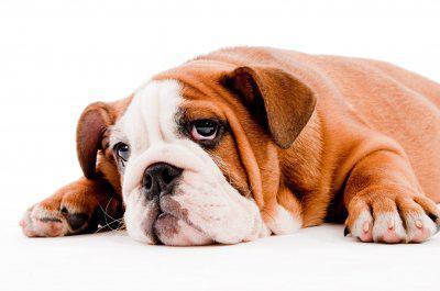 Pet Custody in Divorce IMAGE